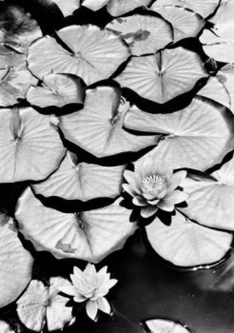 Water lilies Poster Print - Item # VARSAL255424868