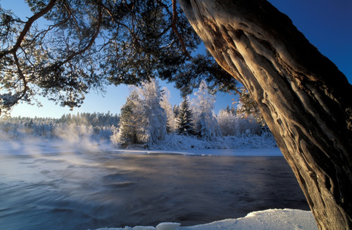 Winter Trees River Sweden Poster Print - Item # VARPPI66309