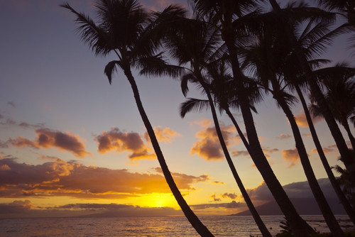 Sunset and silhouette of palm trees; Keawekapu, Wailea, Maui, Hawaii, United States of America PosterPrint - Item # VARDPI12285834