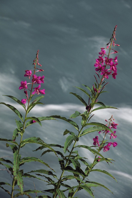 Fireweed Blooms Along Ptarmigan Creek Kp Ak Summer Chugach Nf PosterPrint - Item # VARDPI2133139