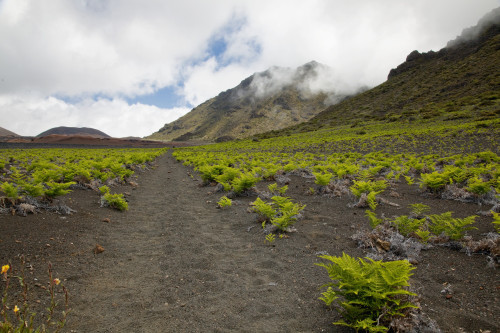 Hawaii, Maui, Haleakala, The hiking trail through the Volcanic Crater. PosterPrint - Item # VARDPI2116483