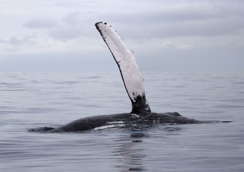 Hawaii, Maui, The Pectoral Fin Of A Humpback Whale. PosterPrint - Item # VARDPI1976014