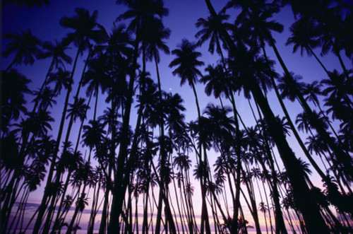 Hawaii, Molokai, Sunset Palms Tree Grove, Upward View Blue Golden Sky A29C PosterPrint - Item # VARDPI1997328
