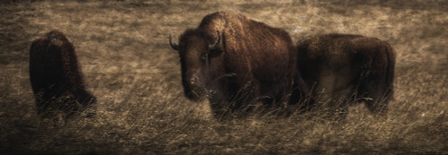 Bison (Bison bison athabascae) grazing, Elk Island National Park; Alberta, Canada PosterPrint - Item # VARDPI12290228