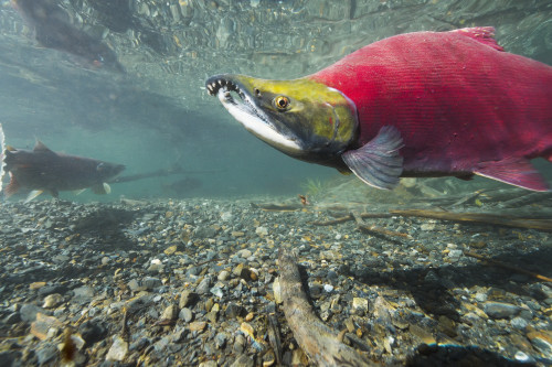 Underwater view of a male Sockeye Salmon in Power Creek near Cordova, Southcentral Alaska PosterPrint - Item # VARDPI12251731