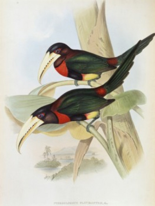 Yellow-billed Aracari John Gould Poster Print - Item # VARSAL900140738