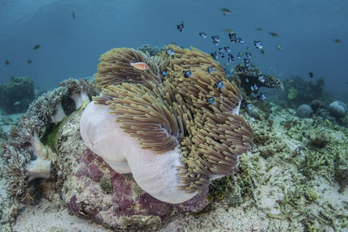 A magnificent sea anemone hosts anemonefish in Komodo National Park Poster Print - Item # VARPSTETH400275U