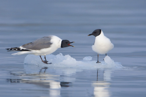 Sabine's Gulls On An Iceberg Showing A Territorrial Dispute, Columbia Bay, Prince William Sound, Southcentral Alaska PosterPrint - Item # VARDPI2093322