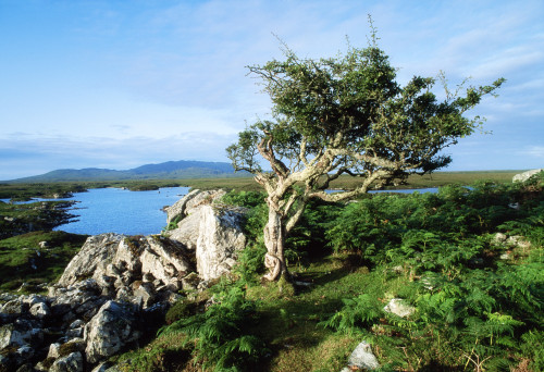 Errisbeg Mountain, Co Galway, Ireland PosterPrint - Item # VARDPI1808067
