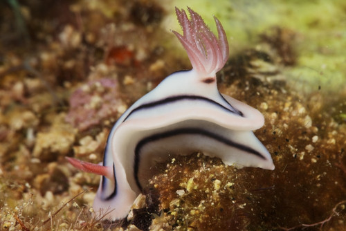 Nudibranch feeding on the reef, Fiji Poster Print