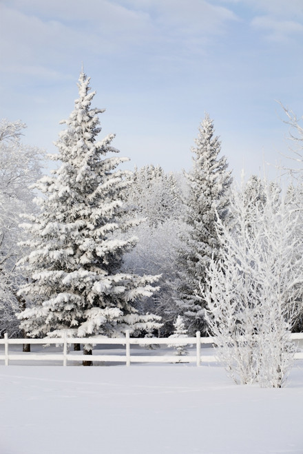 Trees Covered With Snow And Frost; Calgary, Alberta, Canada PosterPrint - Item # VARDPI1931540