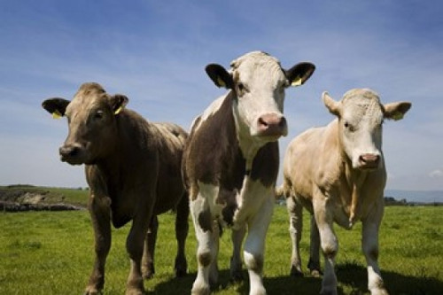 Cattle  County Waterford  Ireland Poster Print by Panoramic Images (16 x 11) - Item # PPI122340