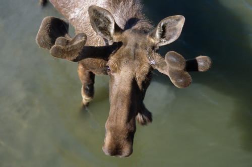 Overlooking View Of Bull Moose In Velvet In Pond Sc Summer Alaska Wildlife Conservation Center Captive PosterPrint - Item # VARDPI2112698