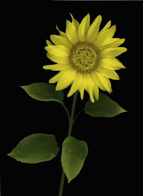 Sunflower PosterPrint - Item # VARDPI1792910