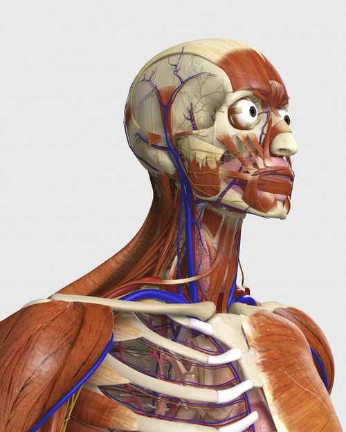 Side view showing human bones with muscles and circulatory system Poster Print