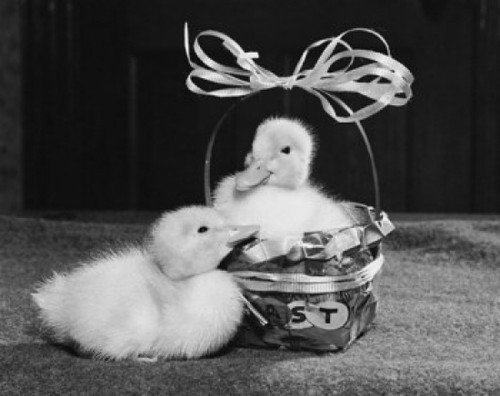 Close-up of two ducklings Poster Print - Item # VARSAL2553621