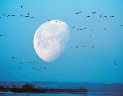 Migrating Birds in Blue Sky with Half Moon Poster Print by Panoramic Images (36 x 29) - Item # PPI126803