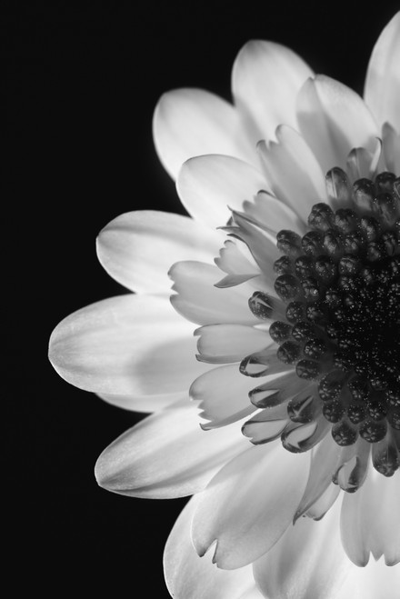 Black And White Flower PosterPrint - Item # VARDPI1785996
