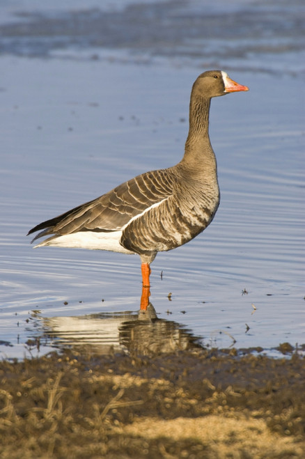 White-Fronted Goose Stands In Water At Creamer's Field Migratory Waterfowl Refuge, Fairbanks, Interior Alaska, Spring PosterPrint - Item # VARDPI2094974