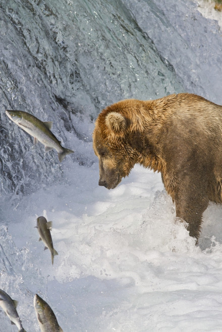 Brown bear (Ursus arctos) standing in rapids below Brooks Falls while looking at a jumping Sockeye salmon, Katmai National Park and Preserve, Southwest Alaska PosterPrint - Item # VARDPI12300688