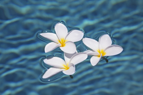 Plumeria flowers floating in clear blue water. PosterPrint - Item # VARDPI2116215