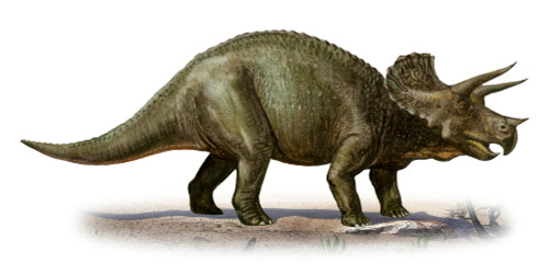 Triceratops prorsus, a prehistoric era dinosaur from the Late Cretaceous period Poster Print - Item # VARPSTSKR100093P