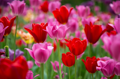 Red and pink Tulips in a garden, Cantigny Park, Wheaton, Illinois, USA Poster Print - Item # VARPPI169179