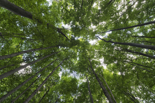 Looking up into the canopy of deciduous trees in an Ontario forest; Strathroy, Ontario, Canada PosterPrint - Item # VARDPI12271032