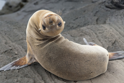 Fur Seal (Otariidae) Looking Back Upside Down; Galapagos, Equador PosterPrint - Item # VARDPI1964339