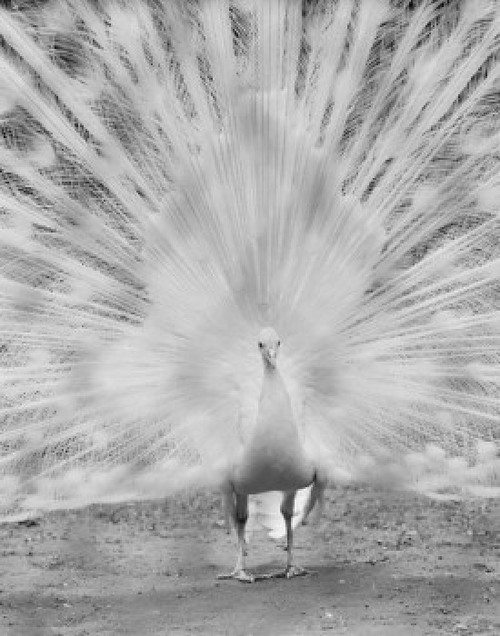 Male Peacock Poster Print - Item # VARSAL255424485