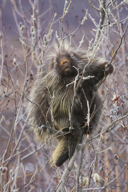 Porcupine Hangs On A Willow Tree Branch, Interior Alaska, Spring PosterPrint - Item # VARDPI2094142
