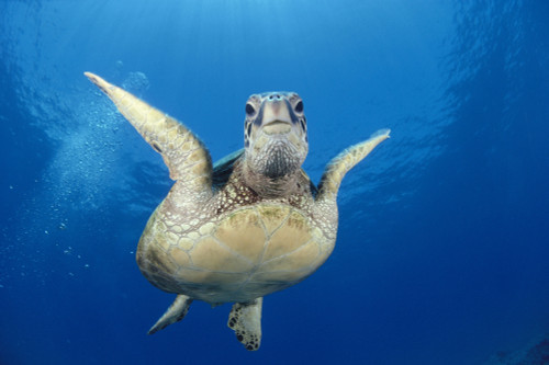 Hawaii, Maui, Front View Of Green Sea Turtle Midwater (Chelonia Mydas) A77A PosterPrint - Item # VARDPI1997014