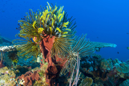 A colony of multi-colored Crinoid feather stars attached to a sponge, Vannessa's reef, Kimbe Bay, Papua New Guinea Poster Print - Item # VARPSTSJN400112U