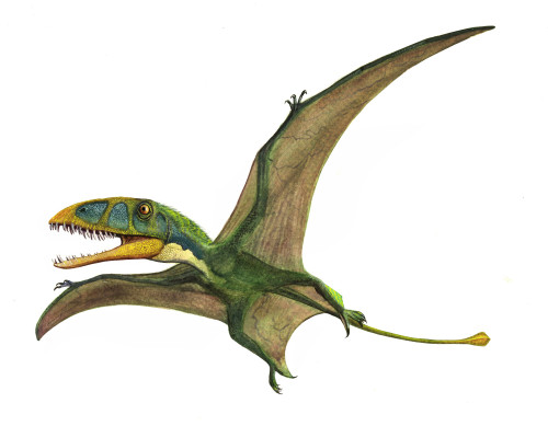 Dimorphodon macronyx, a prehistoric era pterosaur from the early Jurassic period Poster Print - Item # VARPSTSKR100005P