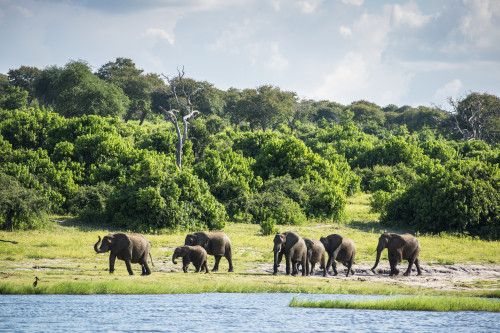 African Elephants (Loxodonta), Chobe National Park; Kasane, Botswana PosterPrint - Item # VARDPI12281733