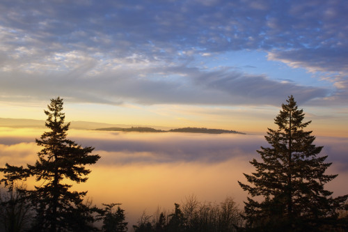Sunrise Through Morning Fog; Willamette Valley, Oregon, United States Of America PosterPrint - Item # VARDPI1928632