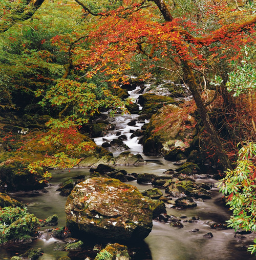 Stream Near Glengariff, Co Cork, Ireland PosterPrint - Item # VARDPI1803054