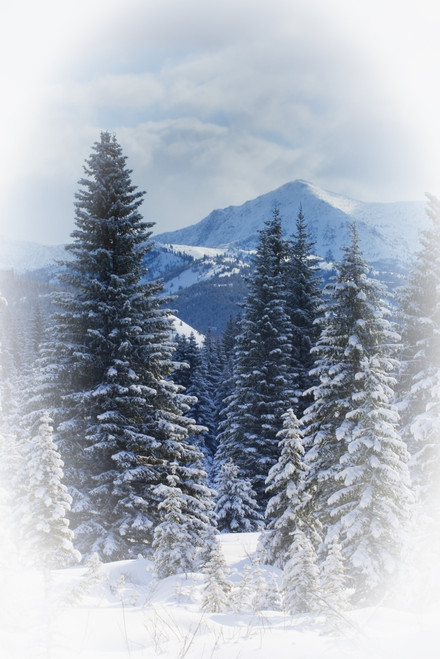 Forest In The Winter PosterPrint - Item # VARDPI1784127