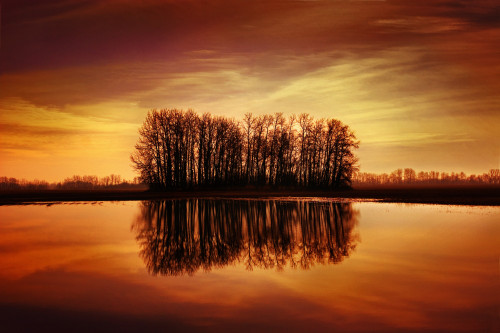 Silhouetted Trees Reflected On Water PosterPrint - Item # VARDPI1786495