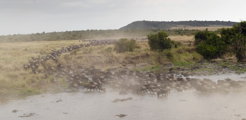 Wildebeest, Kenya, Africa PosterPrint - Item # VARDPI1865586