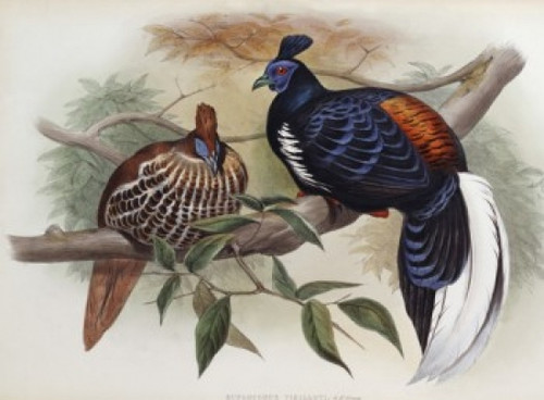 Vieillot's Fireback John Gould Poster Print