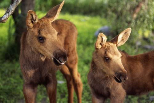 Close Up Of Two Captive Moose Calves At Alaska Wildlife Conservation Center Summer Southcentral Alaska PosterPrint - Item # VARDPI2093974