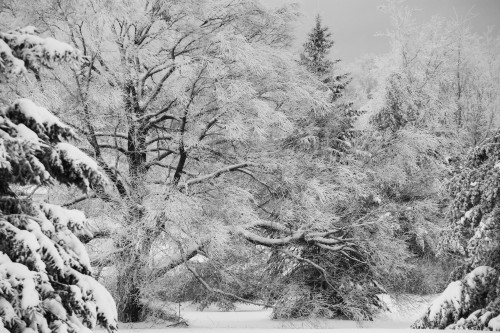 Canadian winter; Ville de Lac Brome, Quebec, Canada PosterPrint - Item # VARDPI2333725