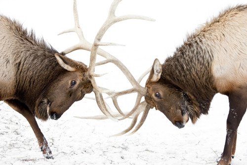 Captive: A Pair Of Large Rocky Mountain Elk Lock Antlers And Fight, Alaska Wildlife Conservation Center, Southcentral Alaska, Winter PosterPrint - Item # VARDPI2150315