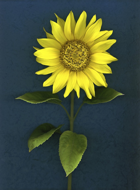 Sunflower PosterPrint - Item # VARDPI1792908