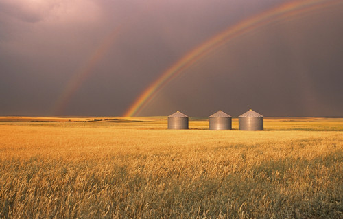 Rainbow Over Wheat Field PosterPrint - Item # VARDPI28264