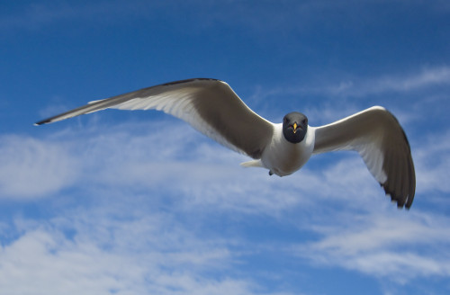 Sabine's Gull In Flight North Slope, Arctic, Alaska, Summer PosterPrint - Item # VARDPI2099850