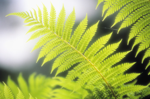 Hawaii, Backlit Tree Ferns With Blurry Background. PosterPrint - Item # VARDPI1978714