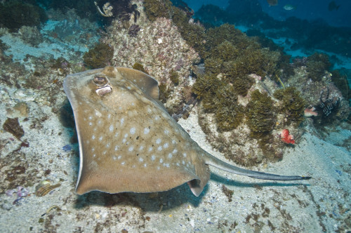 Spotted stingray, Byron Bay, Australia Poster Print