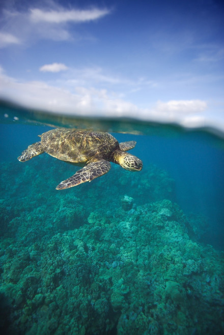 Hawaii, Green Sea Turtle (Chelonia Mydas) An Endangered Species. PosterPrint - Item # VARDPI1975176